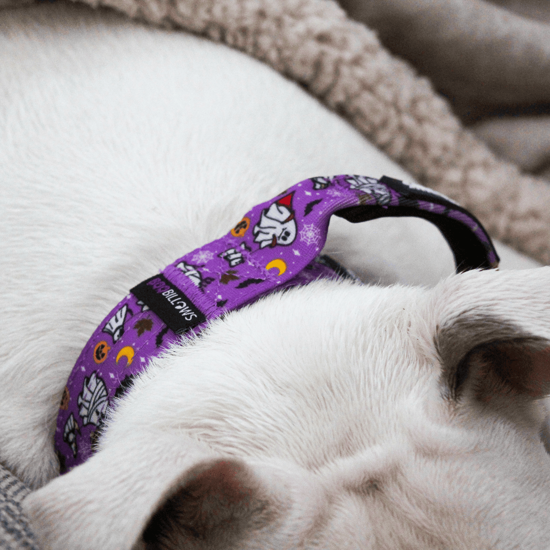 featured image of 5cm Lighter Combat® Collar | With Handle & Secure Clip - Halloween BooBillows - Purple