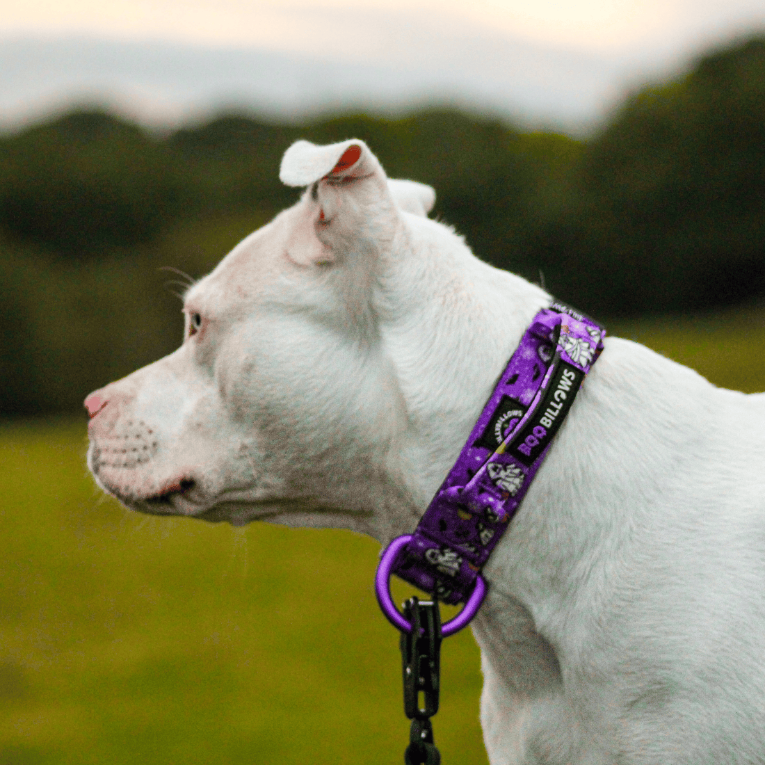 featured image of 4cm Lighter Combat® Collar | With Handle & Secure Clip - Halloween BooBillows - Purple