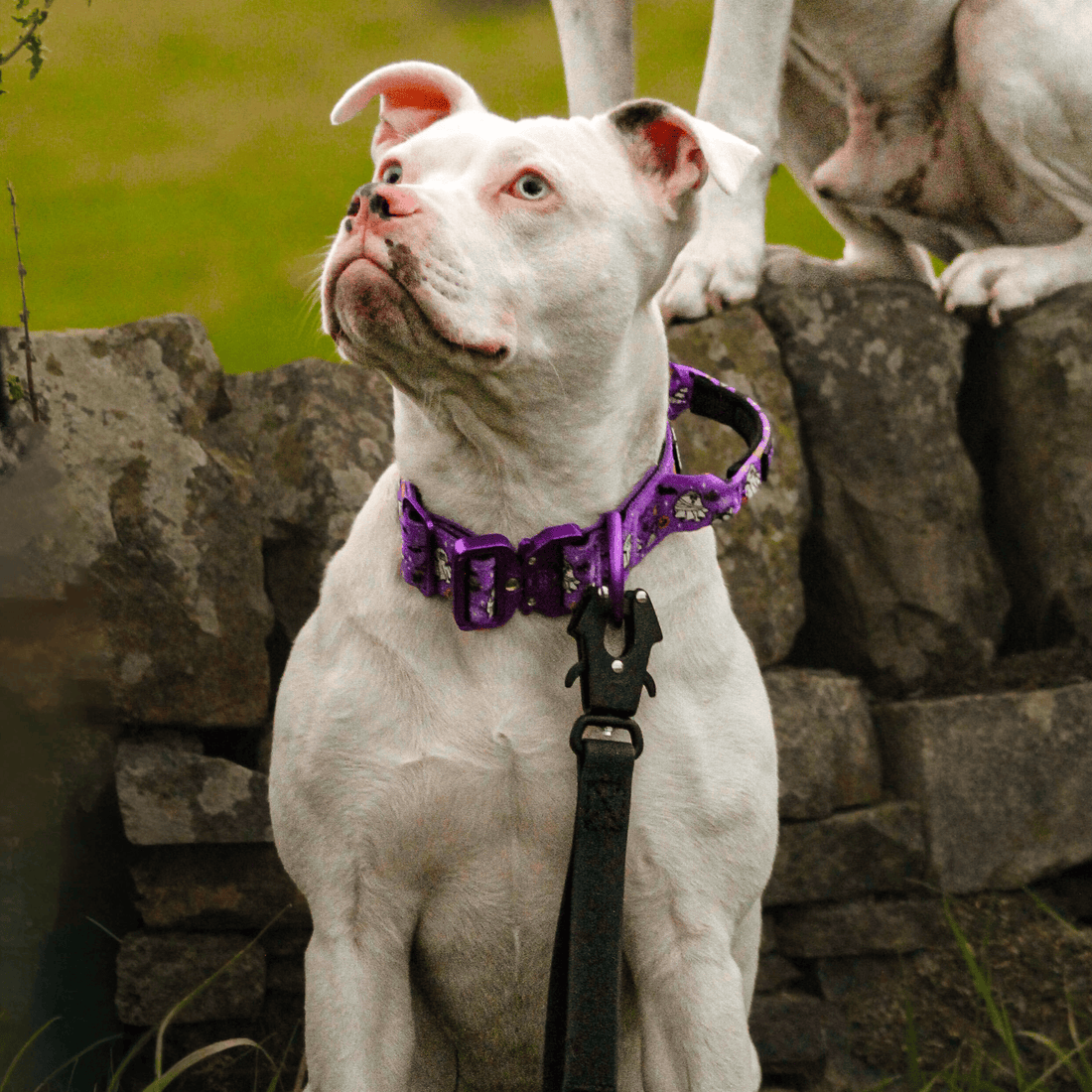 featured image of 2.5cm Lighter Combat® Collar | With Handle & Secure Clip - Halloween BooBillows - Purple