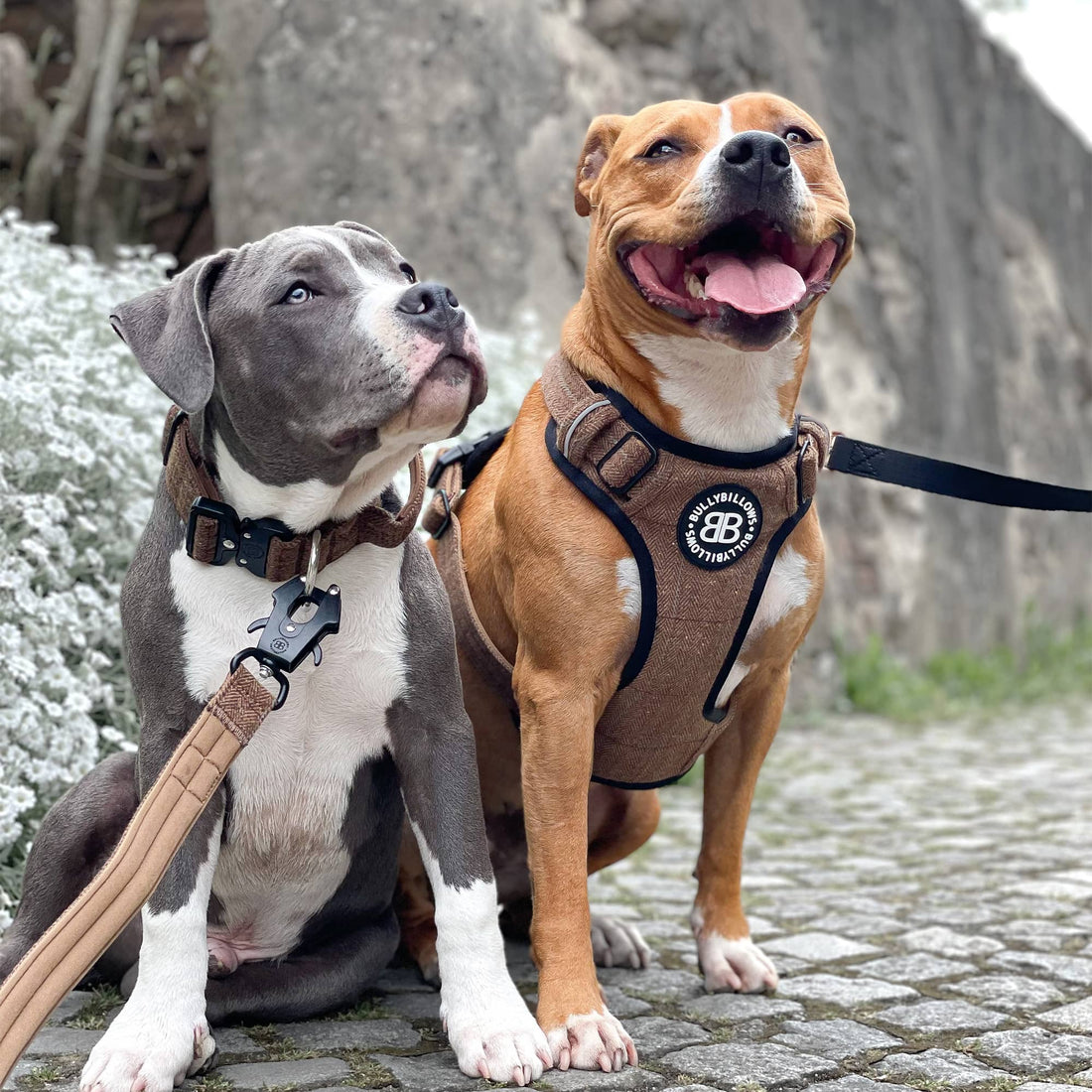 featured image of Comfort Premium Harness | Non Restrictive - Pink