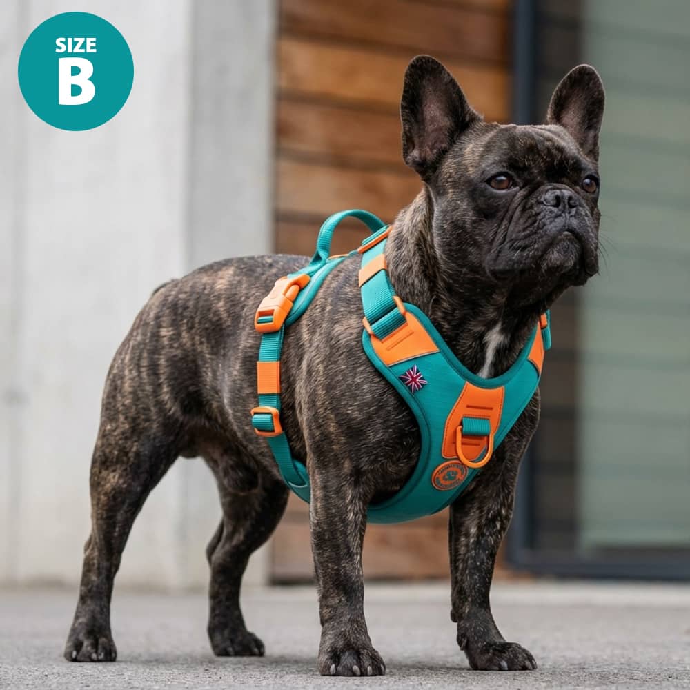 featured image of Anti Pull Hurricane Harness Lighter | With Handle - Turquoise X Orange