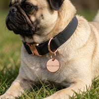 Dog with Dog ID Tag