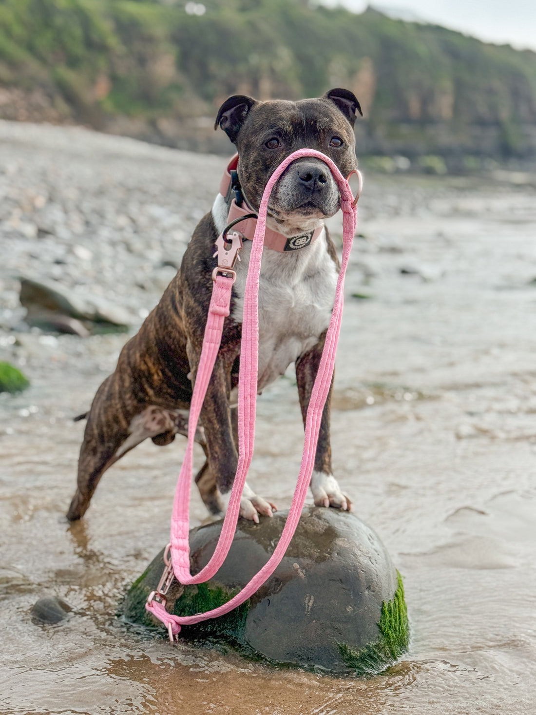 featured image of Lightweight Training Double Ended Dog Leash | 2m Length - Pink