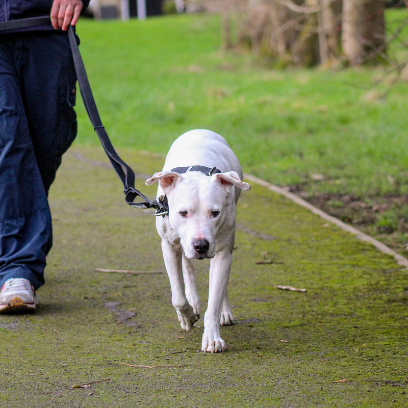 Adjustable Billowthane Leash | 2-3 metres - Khaki