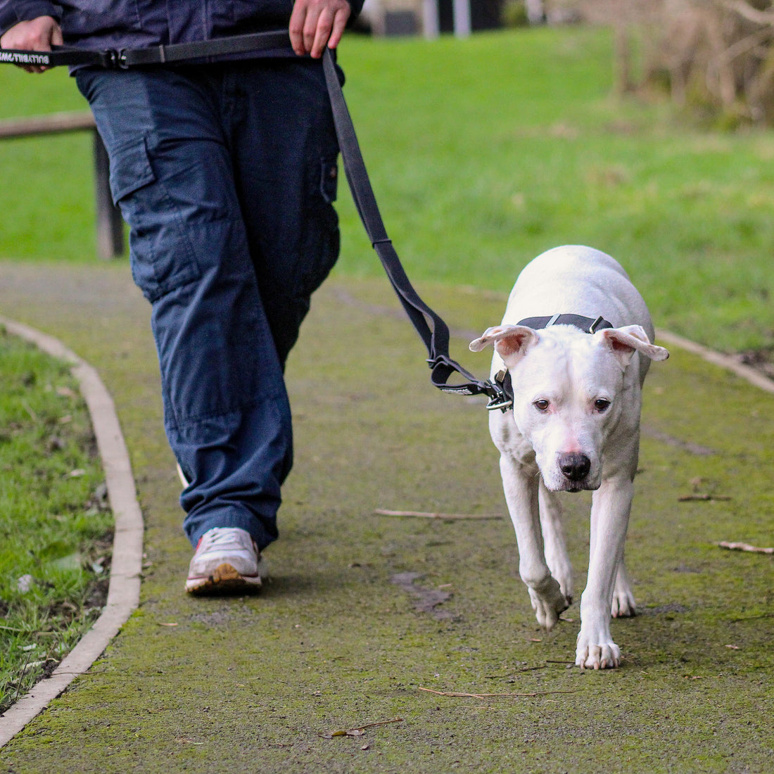 featured image of Adjustable Billowthane Leash | 2-3 metres - Pink