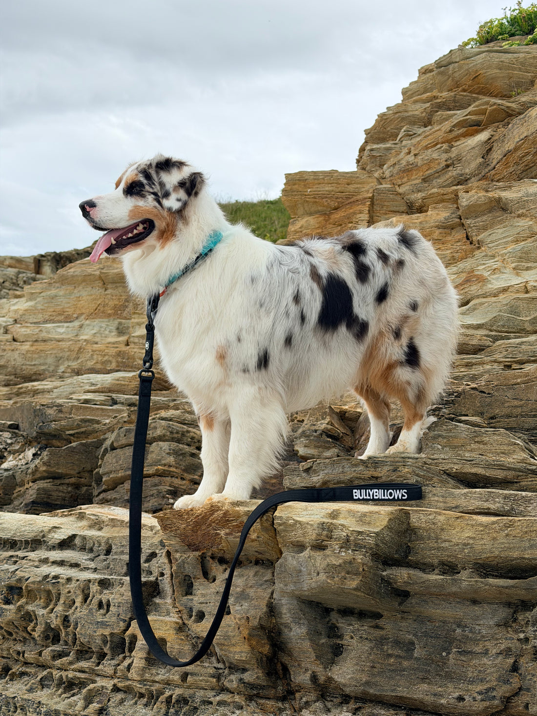 featured image of 3M Lighter Swivel Combat Leash | Anti-Tangle & Secure Clip - Grey x Grey