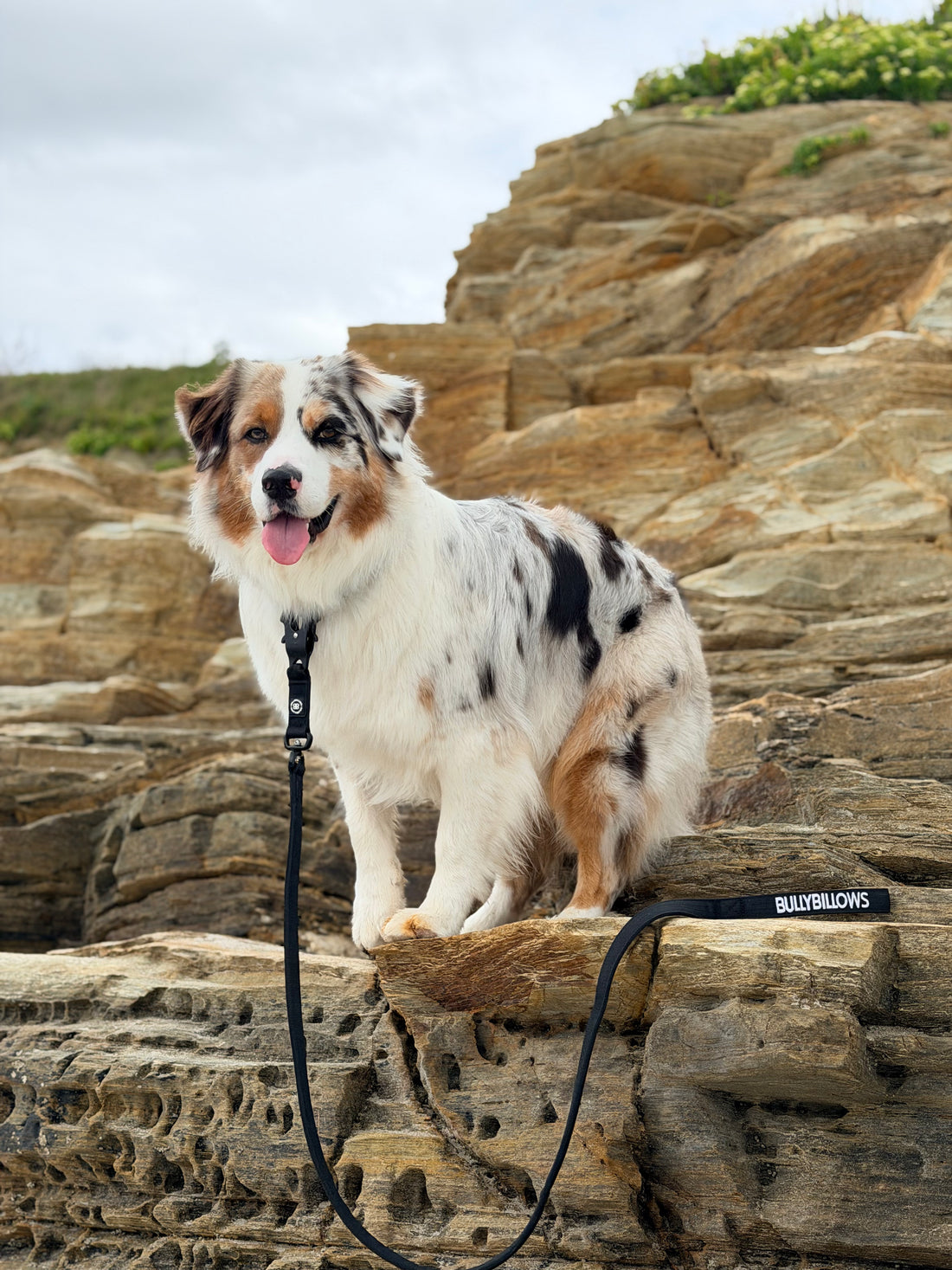 featured image of 3M Lighter Swivel Combat Leash | Anti-Tangle & Secure Clip - Grey x Grey