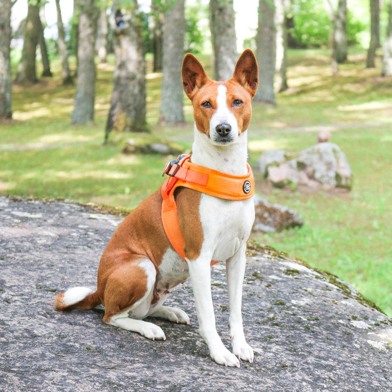 Boomerang Harness - XS-M Breeds - Pink