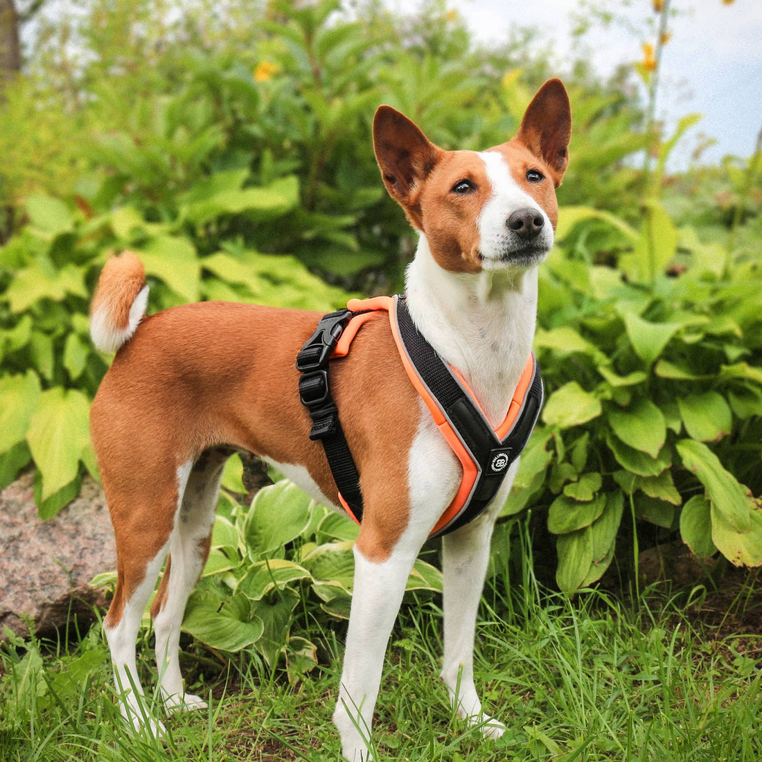 featured image of Slip on Harness | Foam Padded - Red