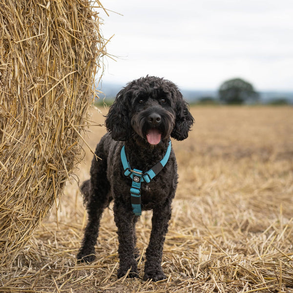 Mini Training Anti Pull TRI-Harness® | Small Breeds - Bubblegum