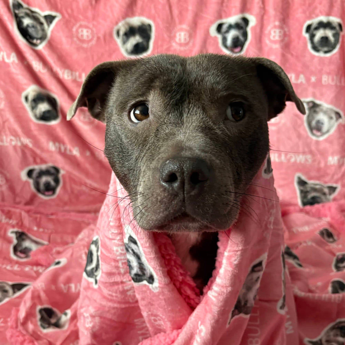 featured image of MYLA Pink Edition | Luxury Dog & Human Blanket