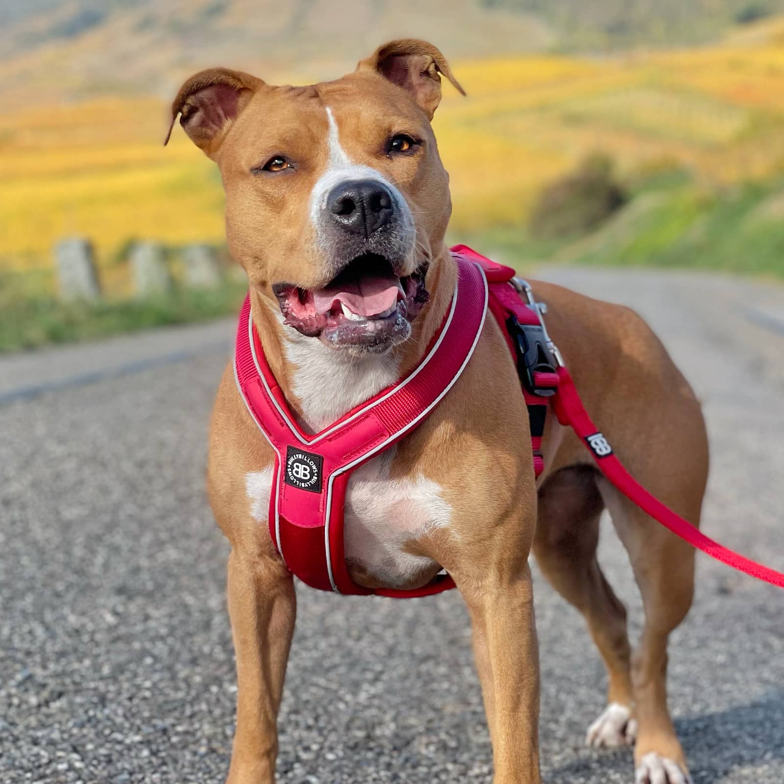 Dog Harnesses Small Large Dog Harnesses BullyBillows BullyBillows Europe