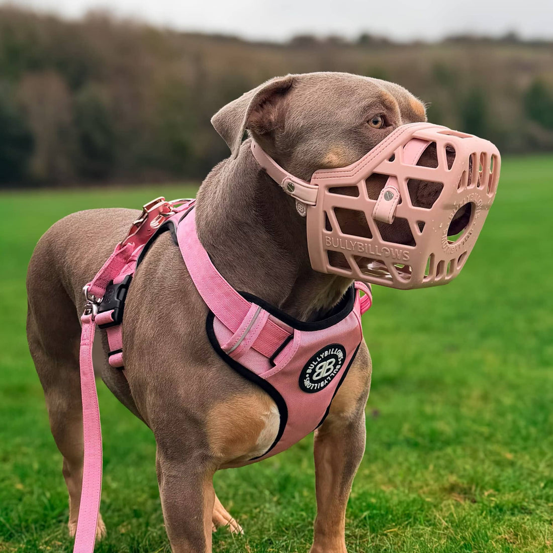featured image of Premium Comfort Muzzle | x2 Additional Head Straps - Khaki