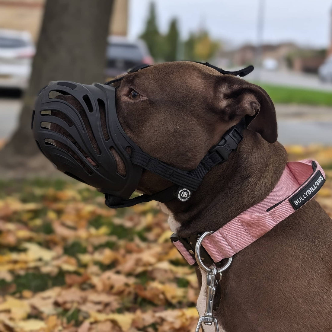 featured image of Muzzle - S-XL Breeds - Black