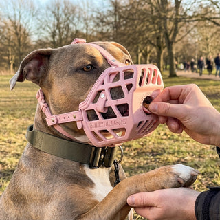 Dog in Muzzle