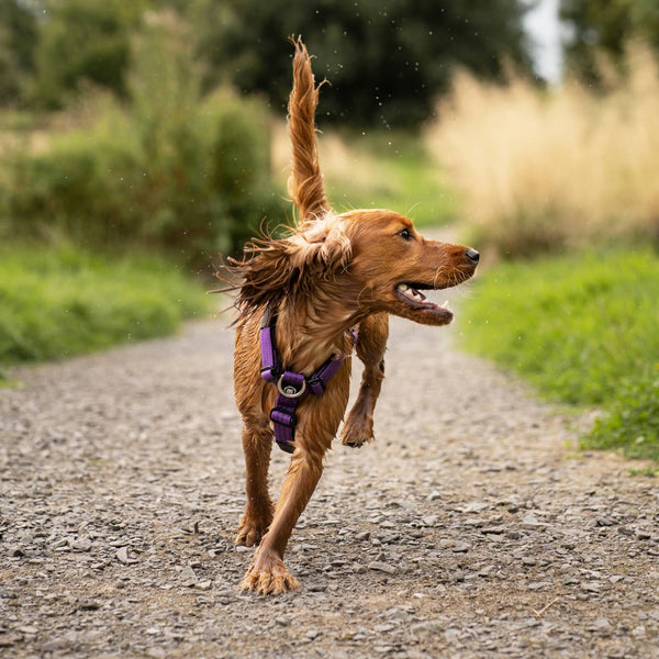 Anti-Pull TRI-Harness® | Training Dog Harness for All Breeds - Tan