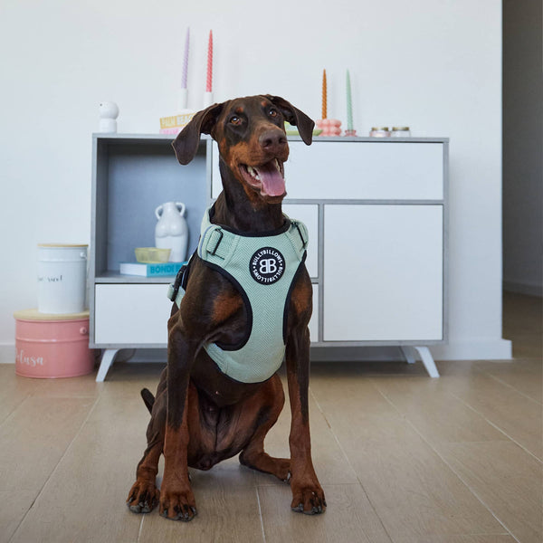 Comfort Premium Harness | Non Restrictive - Blue