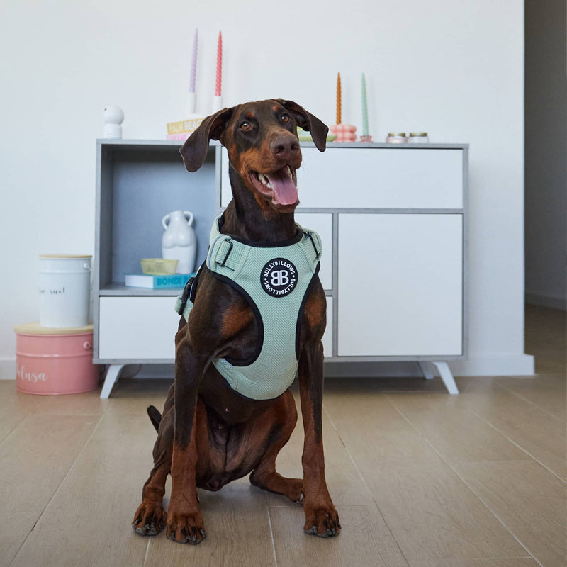 Comfort Premium Harness | Non Restrictive - Magenta