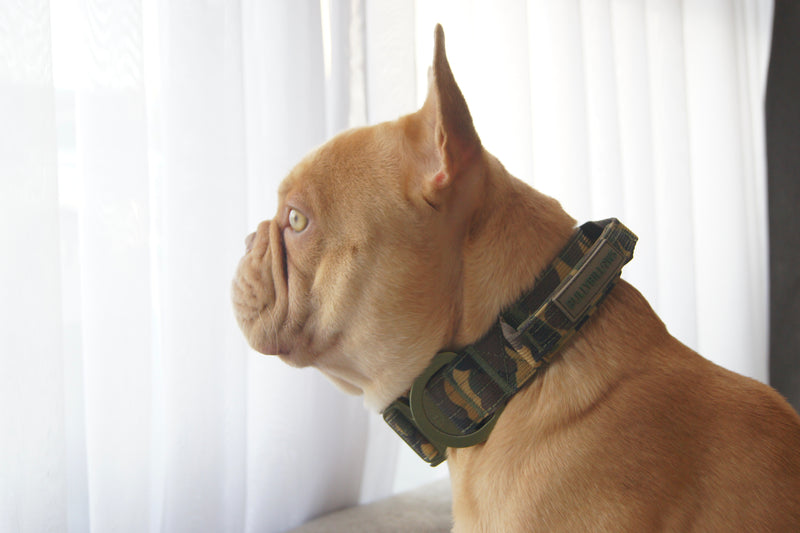 2.5cm Lighter Combat® Collar | Green Camouflage