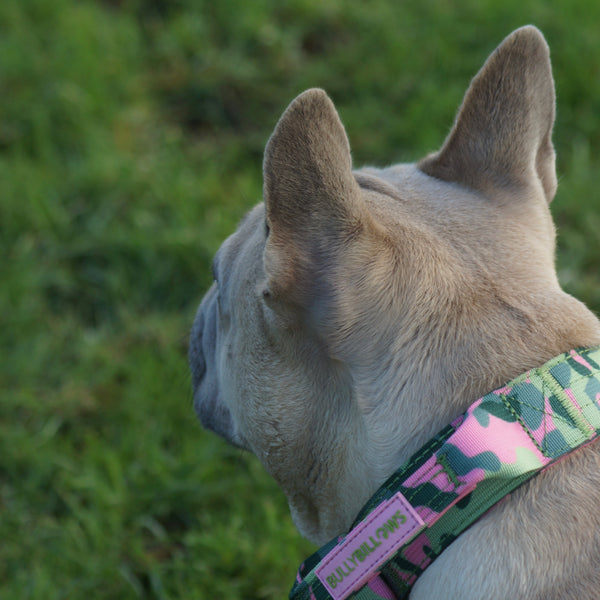2.5cm Lighter Combat® Collar | With Handle & Secure Clip - Green Camouflage