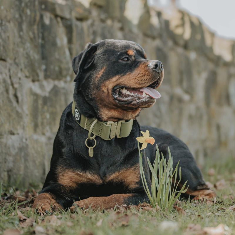 5cm Combat Billowthane® Collar | Waterproof - Khaki