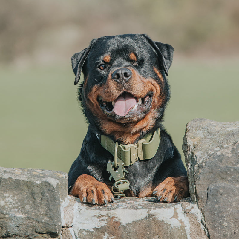 4cm Combat Billowthane® Collar | Waterproof - Khaki