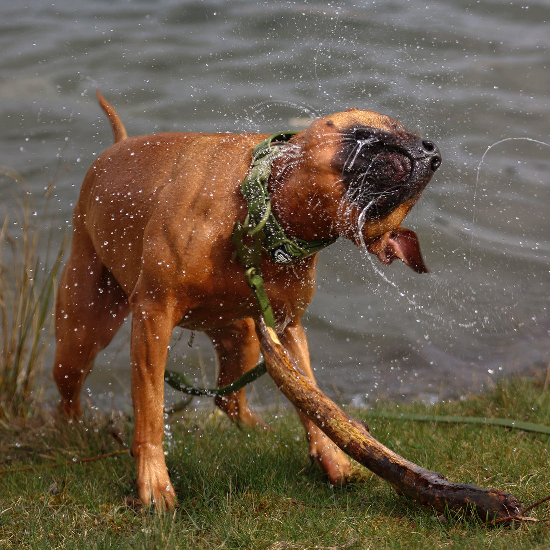 featured image of 1.4m Billowthane® Swivel Lead | Waterproof - Matte Khaki