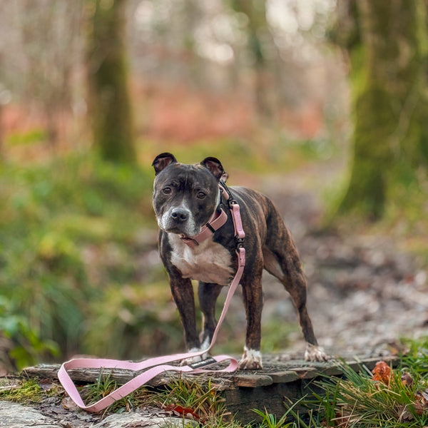 4cm Combat Billowthane® Collar | Waterproof | Pink