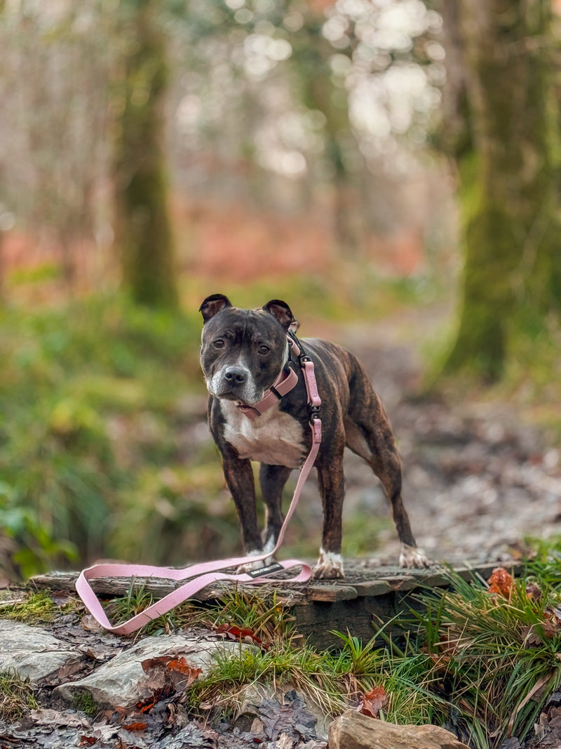 4cm Combat Billowthane® Collar | Waterproof | Pink