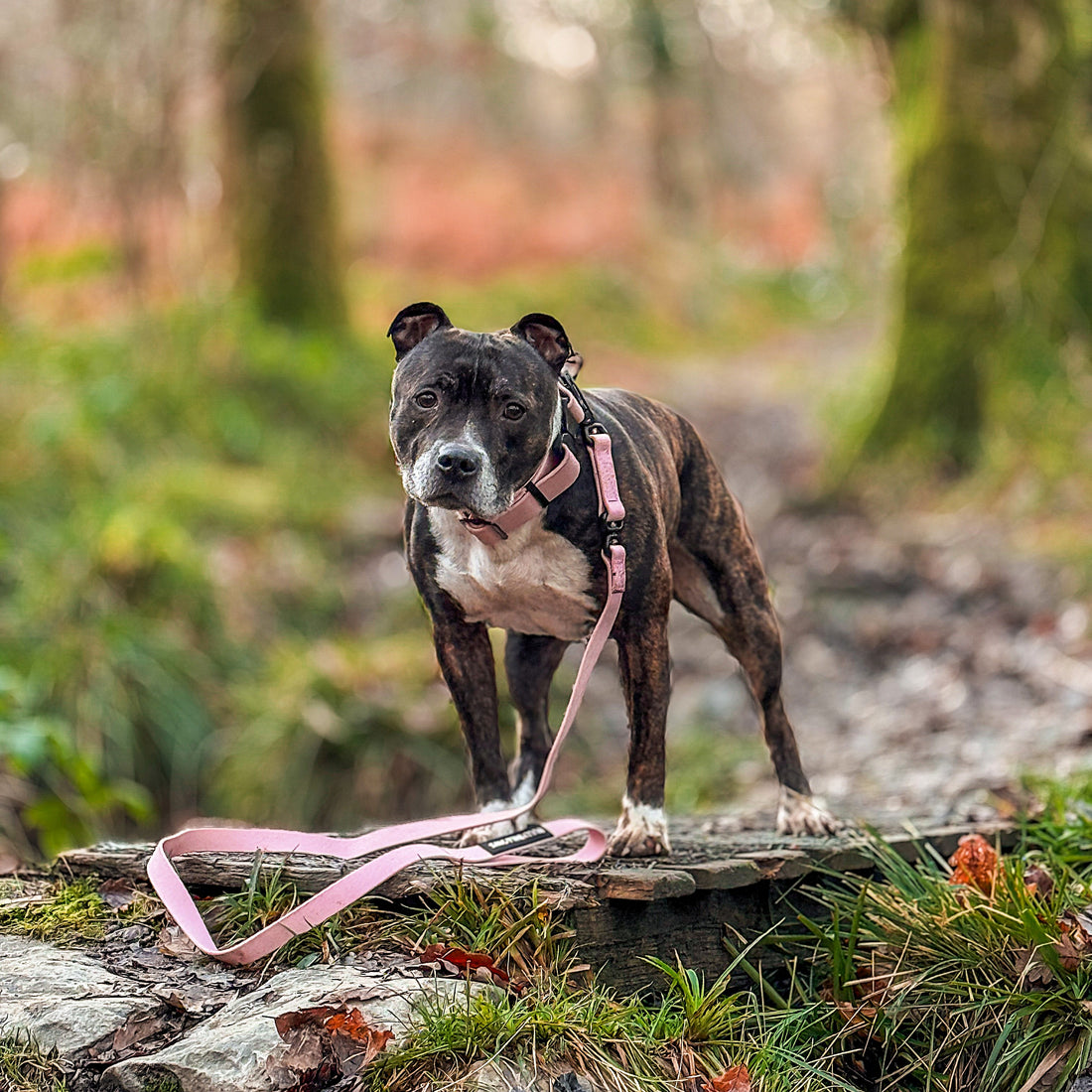 featured image of 4cm Combat Billowthane® Collar | Waterproof | Pink