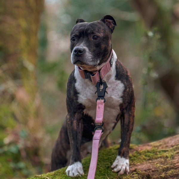 4cm Combat Billowthane® Collar | Waterproof | Pink