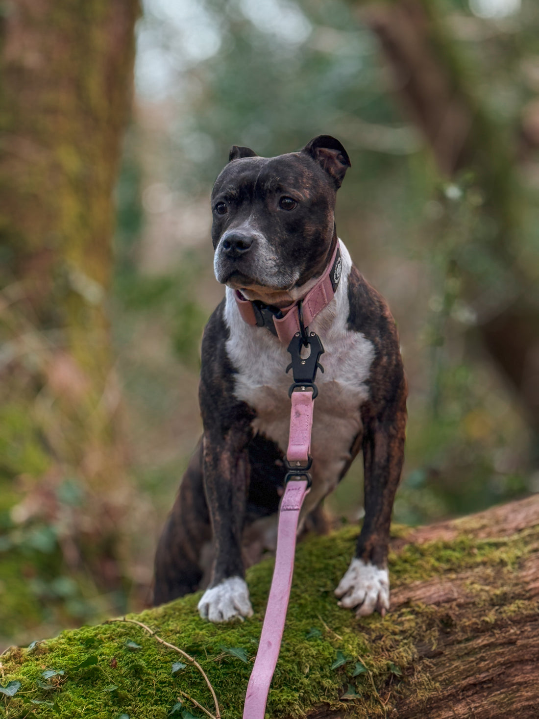 featured image of 2.5cm Combat Billowthane® Collar | Waterproof | With Handle & Secure Clip - Pink