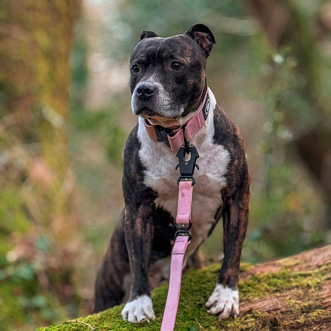 featured image of 4cm Combat Billowthane® Collar | Waterproof | Pink