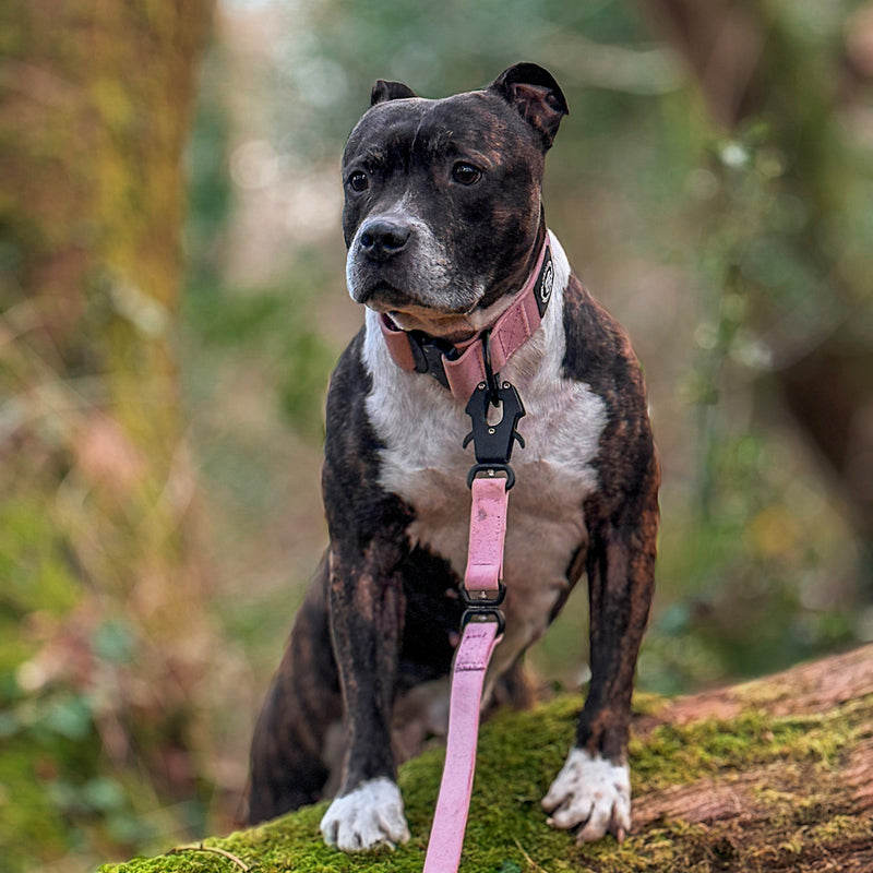4cm Combat Billowthane® Collar | Waterproof | Pink