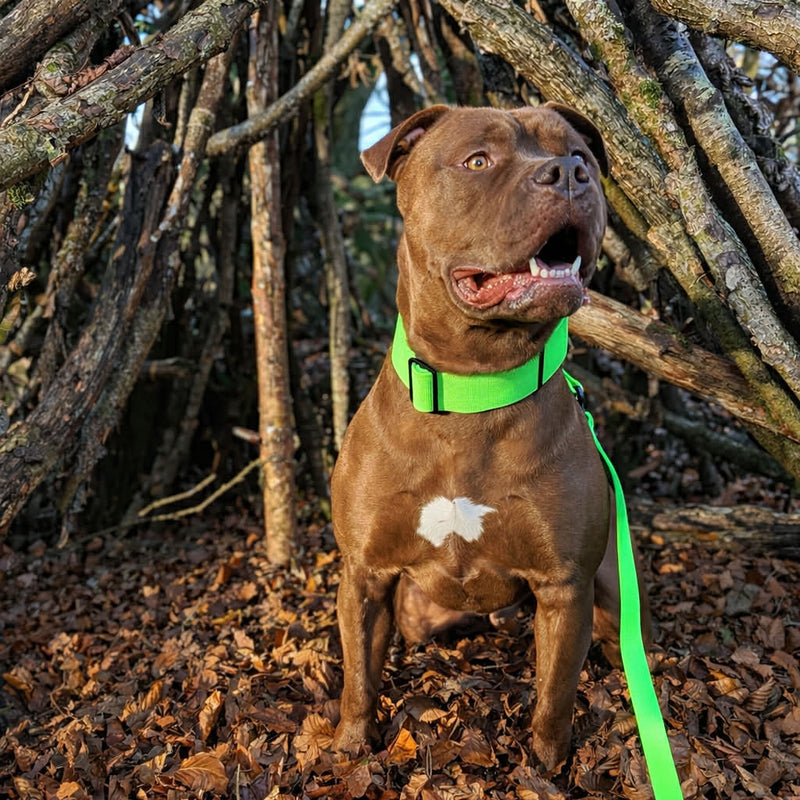 4cm Combat Billowthane® Collar | Waterproof | Neon Green