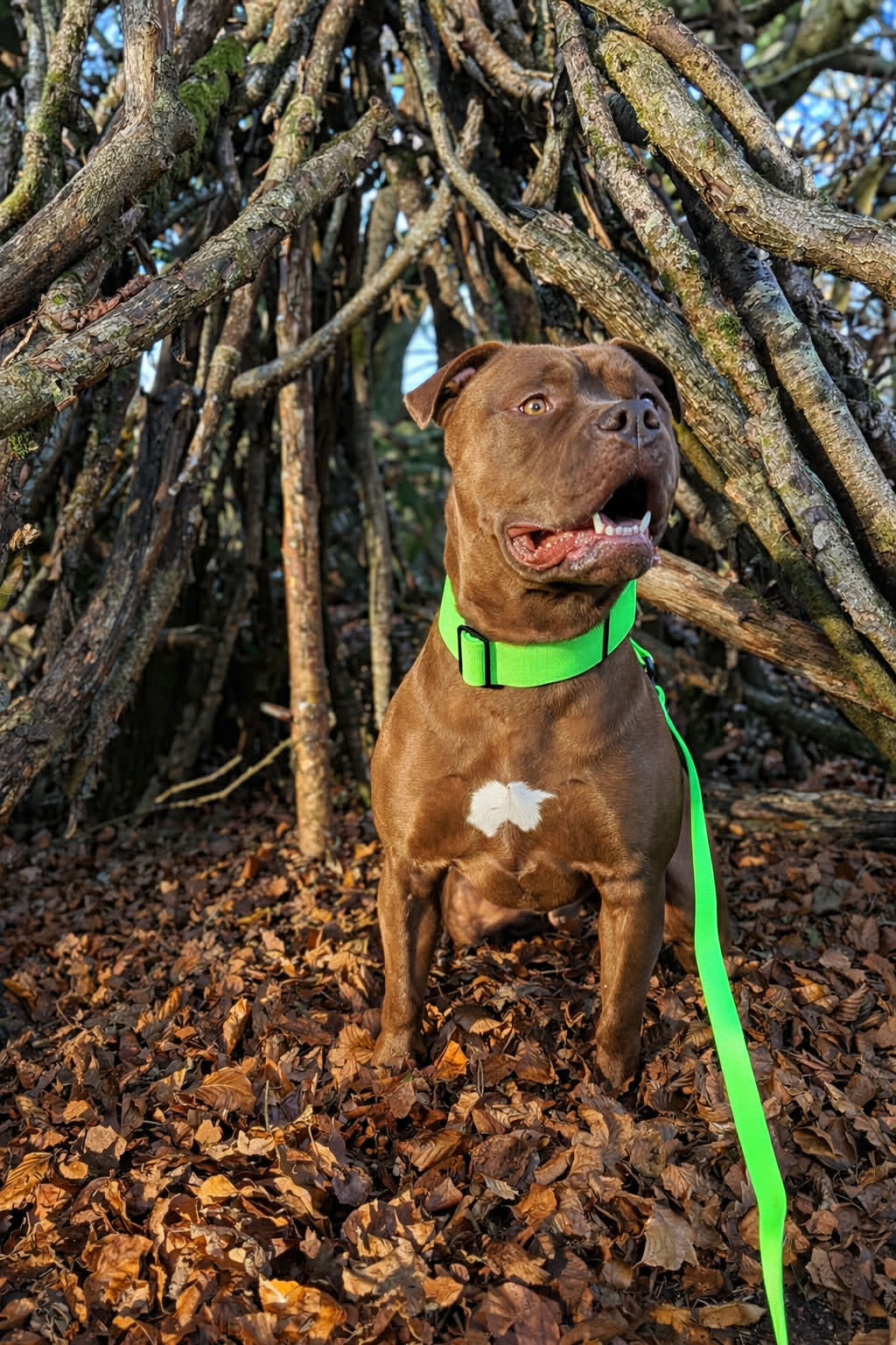 featured image of 5cm Combat Billowthane® Collar | Waterproof - Neon Green