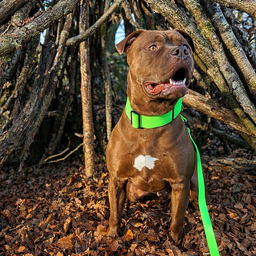 featured image of 2.5cm Combat Billowthane® Collar | Waterproof | With Handle & Secure Clip - NEON Green