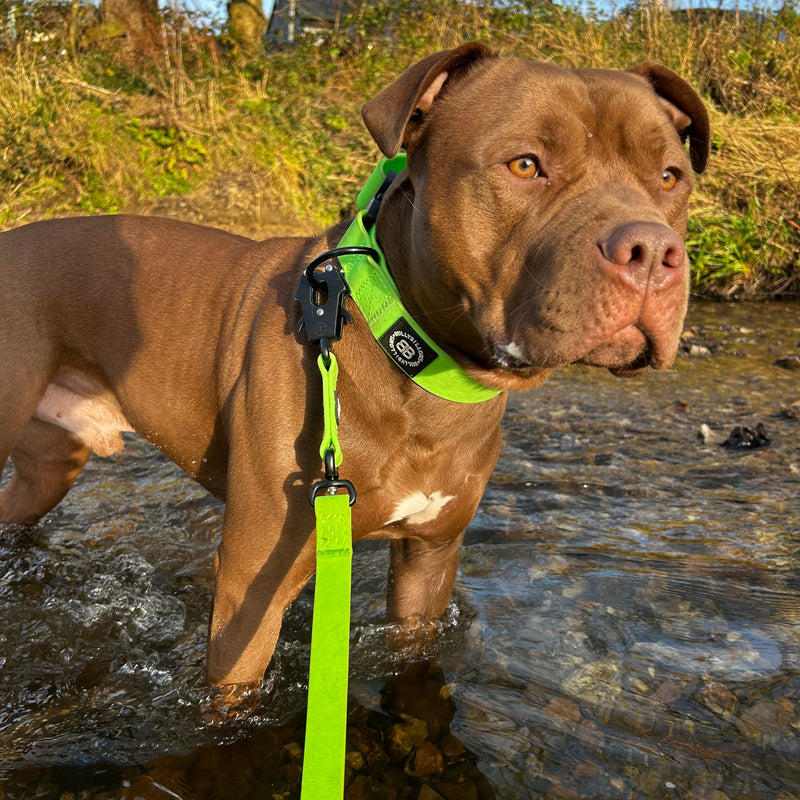 4cm Combat Billowthane® Collar | Waterproof | Neon Green