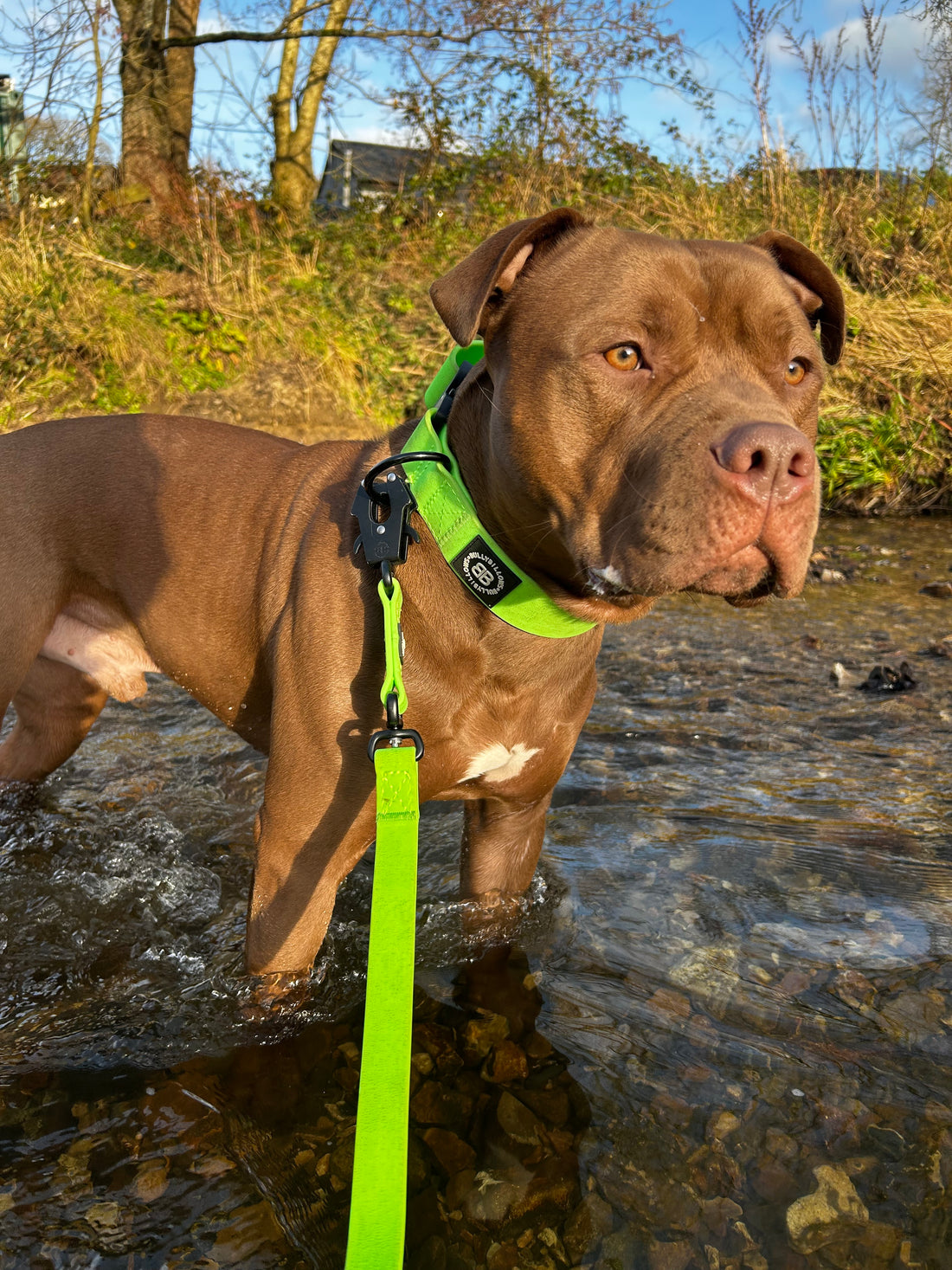 featured image of 5cm Combat Billowthane® Collar | Waterproof - Neon Green