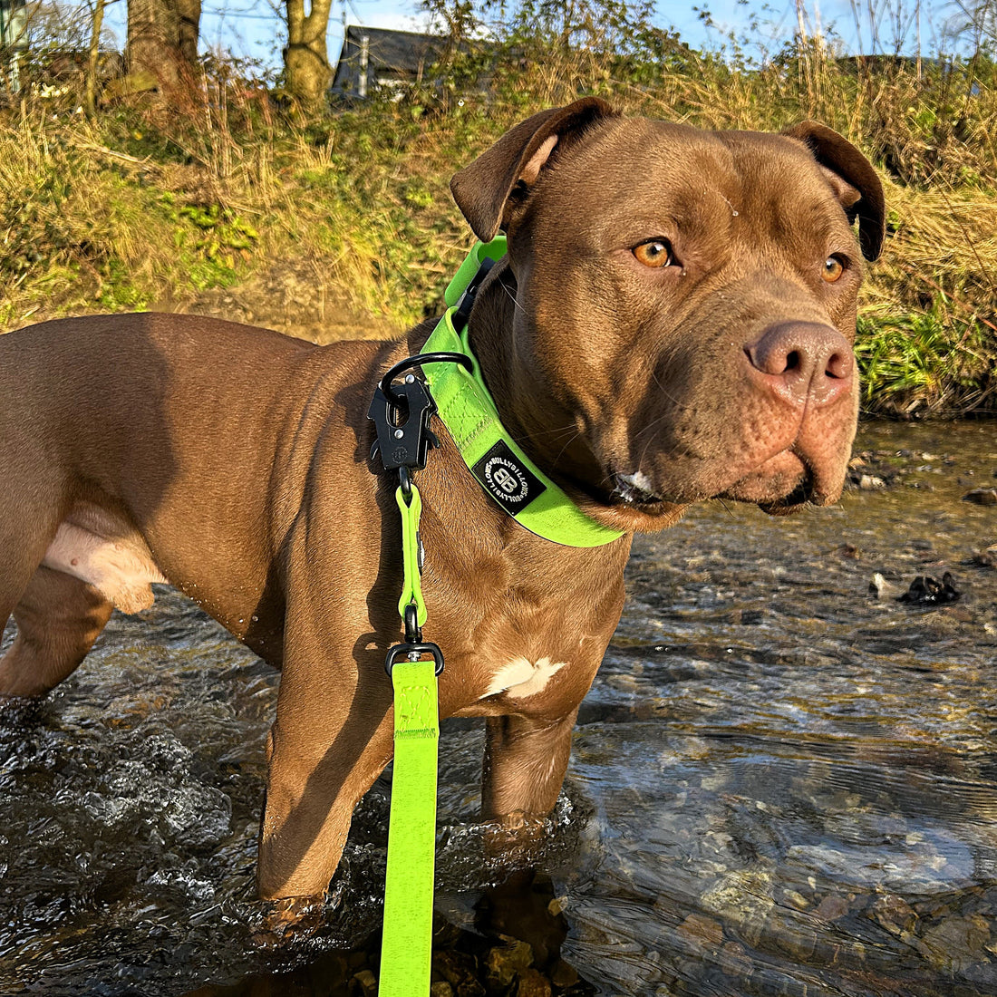 featured image of 4cm Combat Billowthane® Collar | Waterproof | Neon Green