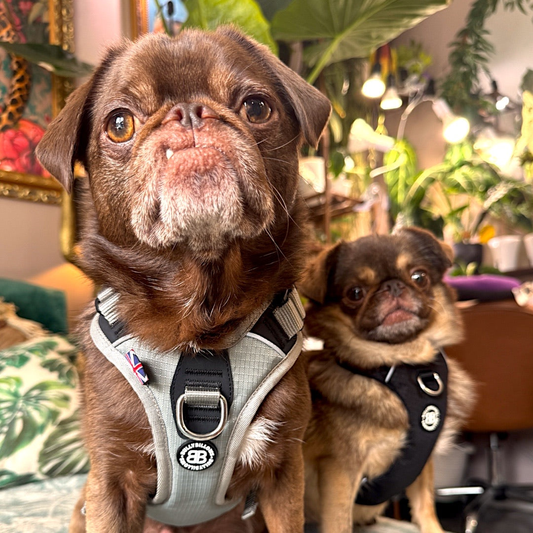 Chilli and Teddy