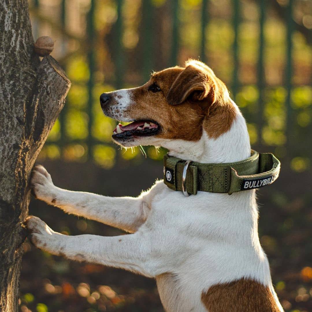featured image of 4cm Pin Buckle Collar | With Handle - Black
