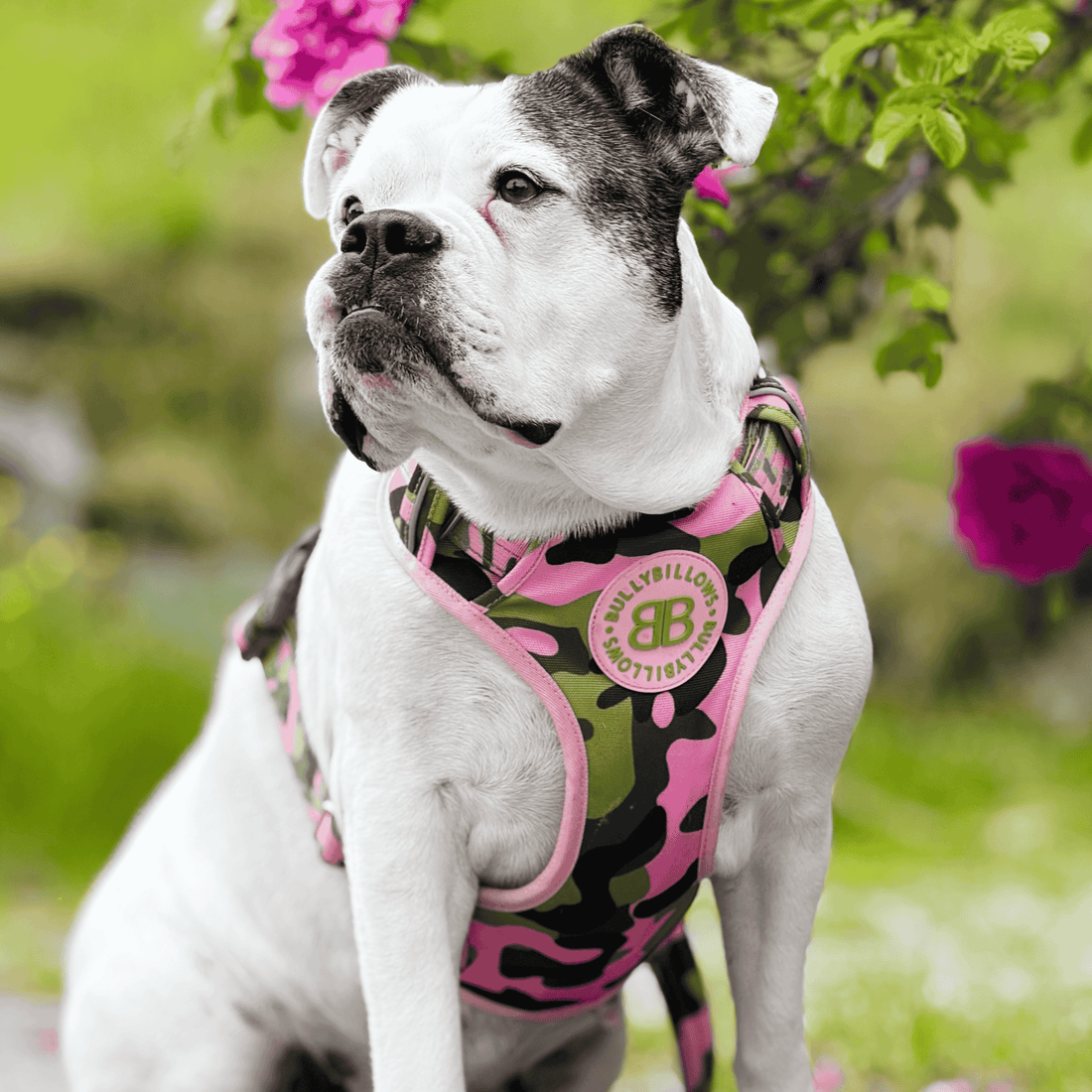 featured image of Comfort Premium Harness | Non Restrictive - Pink Camouflage