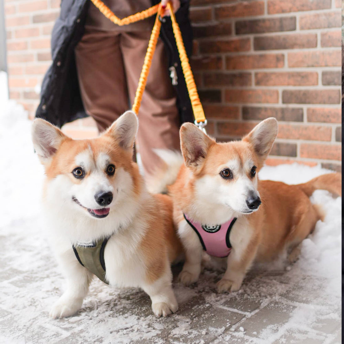 featured image of Comfort Premium Harness | Non Restrictive - Turquoise