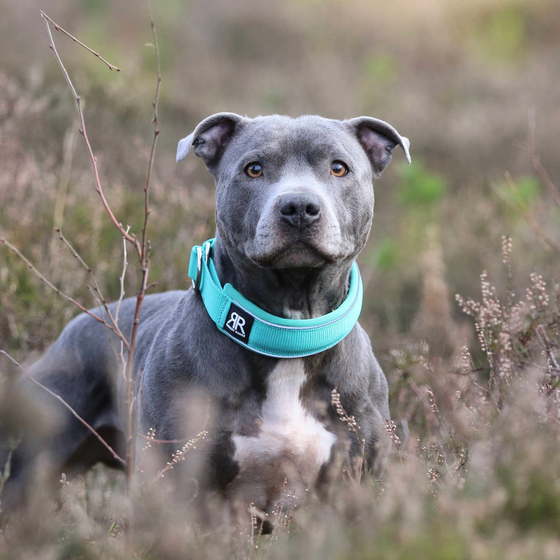 featured image of 5cm Slip on Collar | Foam Padded - Metal Grey