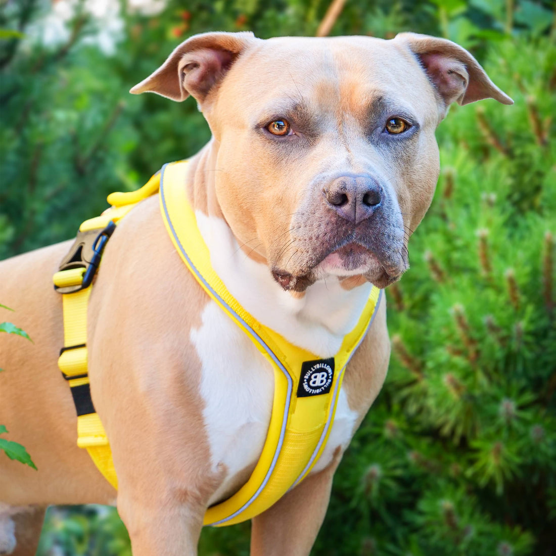 featured image of Slip on Harness | Foam Padded - Red