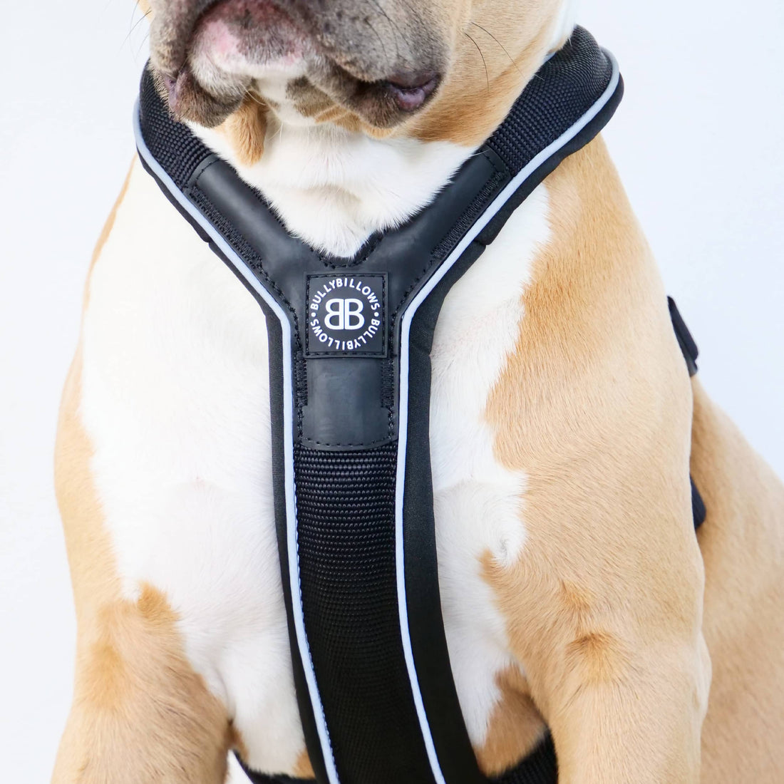 featured image of Slip on Harness | Foam Padded - Black