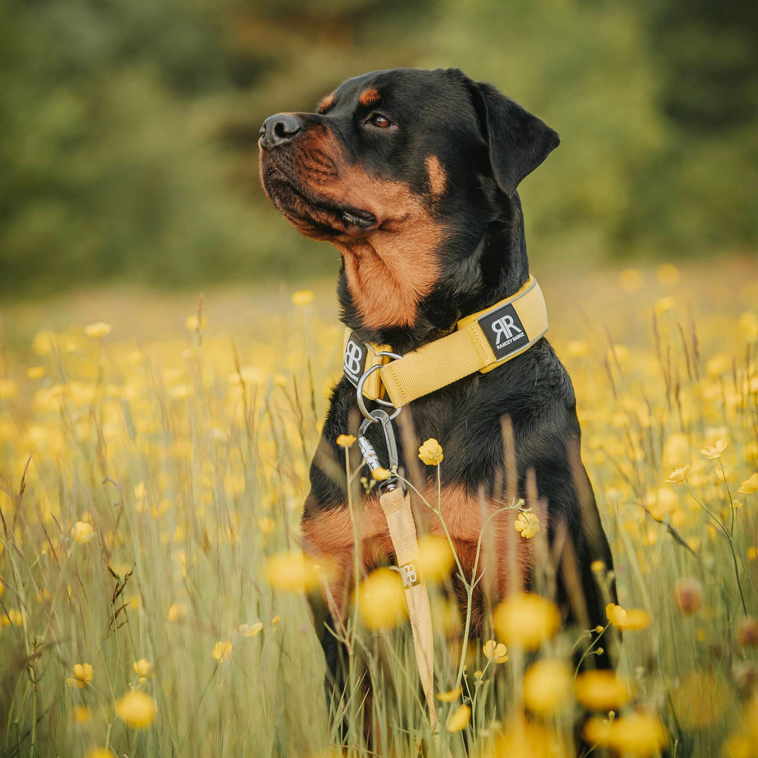 featured image of 5cm Slip on Collar | Foam Padded - Turquoise