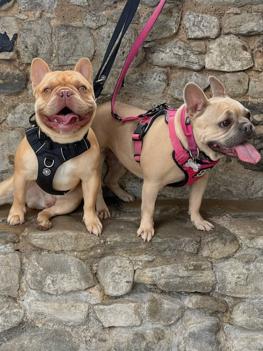 Rex & Marlie
