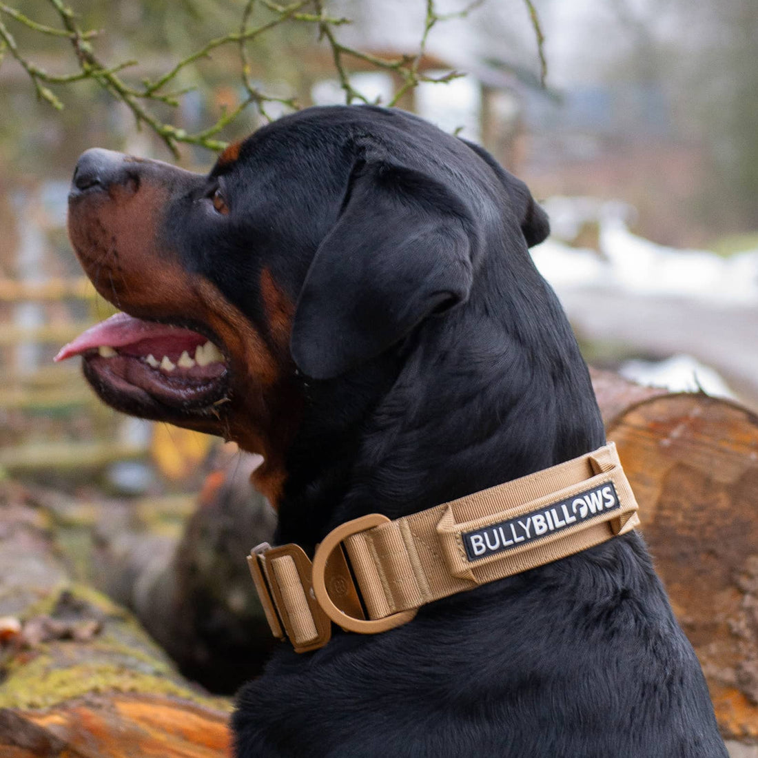 featured image of 5cm Lighter Combat® Collar | With Handle Secure Clip